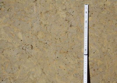 Lagos Gold - Limestone (Closeup)